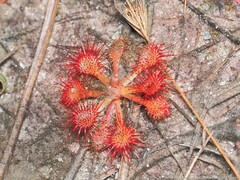 Drosera capillaris