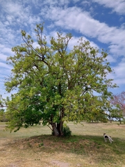 Phytolacca dioica