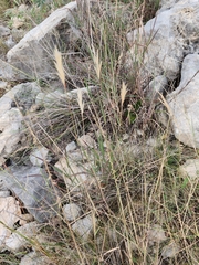 Bothriochloa barbinodis