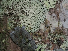 Hypotrachyna osseoalba