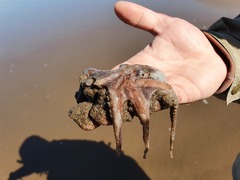 Octopus tehuelchus