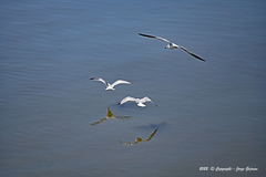 Leucophaeus pipixcan