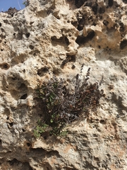 Oeosporangium