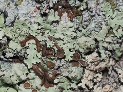 Pseudoparmelia uleana