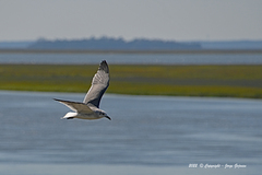 Leucophaeus pipixcan