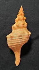 Triplofusus giganteus