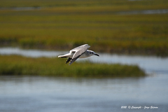 Leucophaeus pipixcan