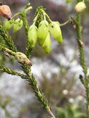Erica urna-viridis