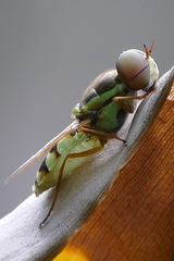 Odontomyia cincta