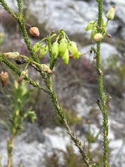 Erica urna-viridis
