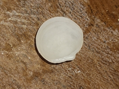 Divalinga quadrisulcata