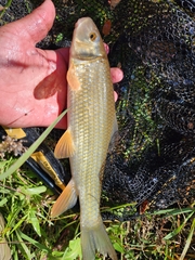 Moxostoma erythrurum