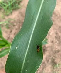 Hoplitimyia mutabilis