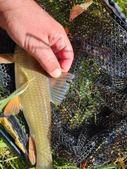 Moxostoma erythrurum