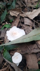 Agaricineae