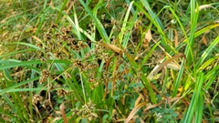 Scirpus microcarpus