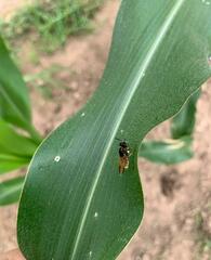 Hoplitimyia mutabilis