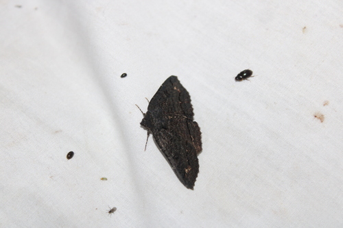 Black Zale Moth photo 3