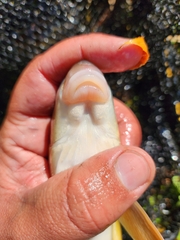 Moxostoma erythrurum