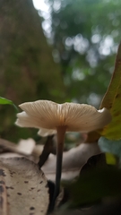 Agaricineae