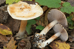 Cortinarius catharinae