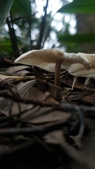 Agaricineae