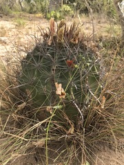 Ferocactus townsendianus