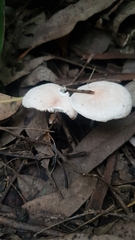 Agaricineae