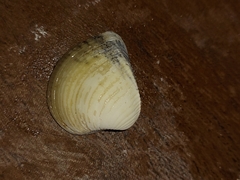 Anomalocardia flexuosa