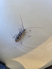 Monochamus titillator