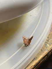 Clydonopteron sacculana