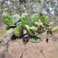 Capnodiaceae