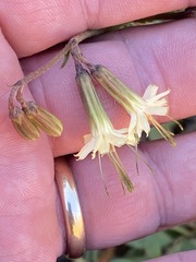 Nabalus serpentarius