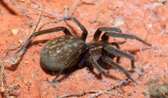 Phyxelididae