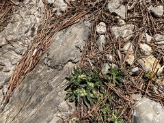 Ajuga iva