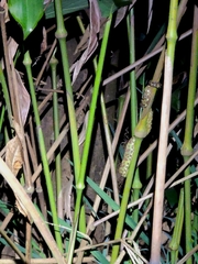 Craspedocephalus malabaricus