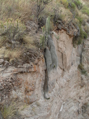Corryocactus brevistylus