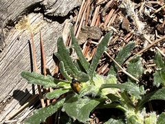 Ajuga iva