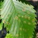 Black Spot of Elm - Photo (c) Zihao Wang, some rights reserved (CC BY), uploaded by Zihao Wang