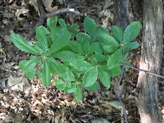 Rhododendron periclymenoides
