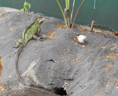 Iguana delicatissima