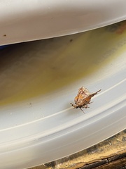 Clydonopteron sacculana