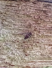Mesopsocidae