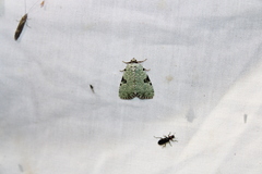 Leuconycta diphteroides
