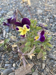 Viola tricolor