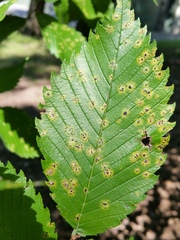 Stegophora ulmea