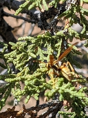 Mischocyttarus flavitarsis