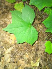 Hydrophyllum canadense