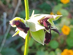 Salvia discolor
