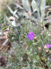 Dicliptera resupinata